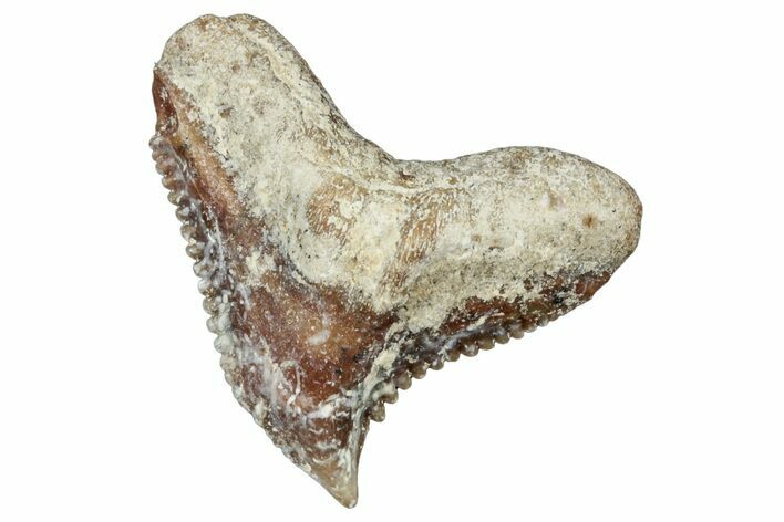 Tiger Shark (Galeocerdo Eaglesomi) Tooth - Dakhla, Morocco #321949